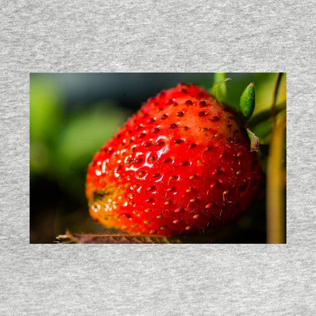 Strawberry hdr by KensLensDesigns